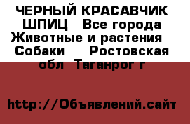 ЧЕРНЫЙ КРАСАВЧИК ШПИЦ - Все города Животные и растения » Собаки   . Ростовская обл.,Таганрог г.